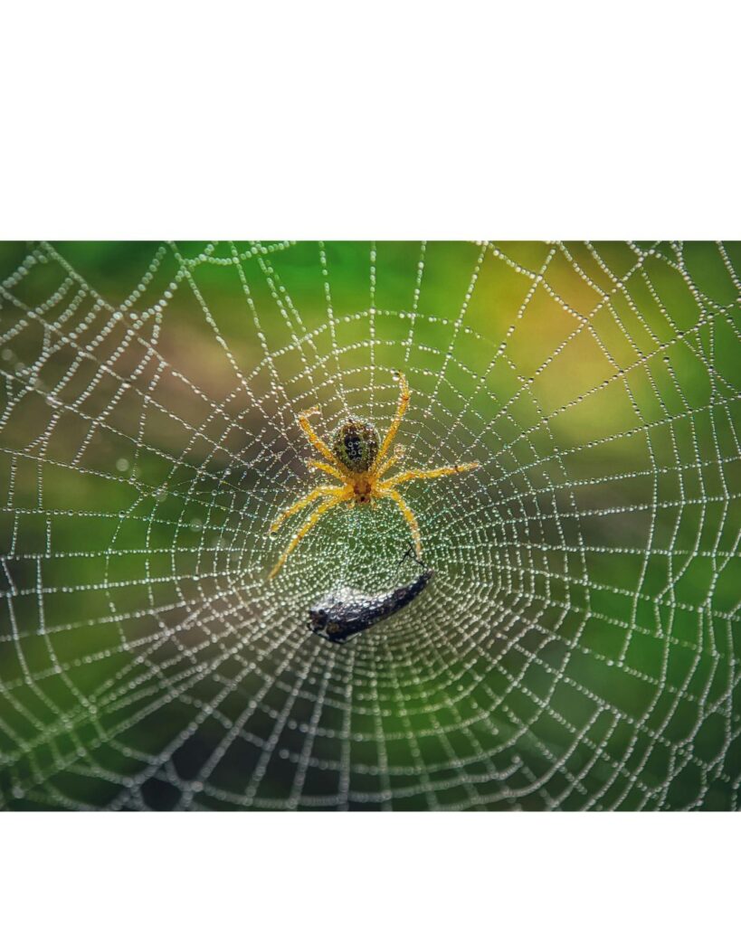 Hypnotherapy can help you overcome your phobias.