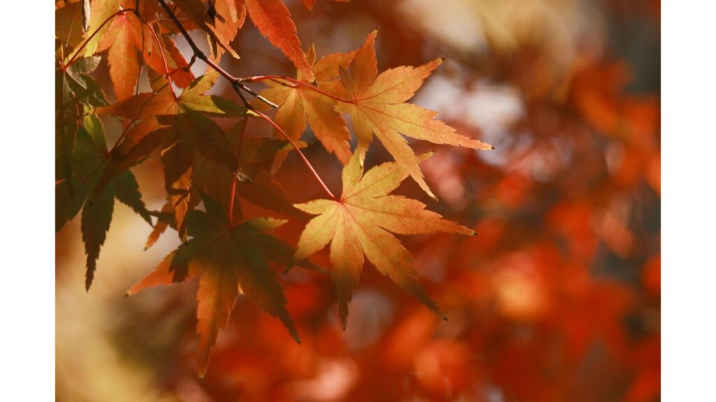Picture of Autumn leaves, showing that hypnotherapy can help you stay on your healthy plan.
